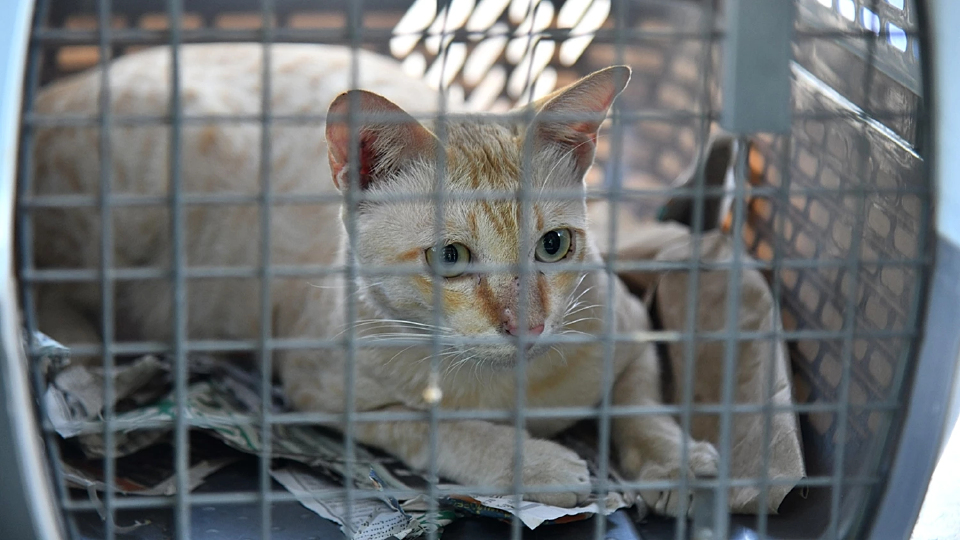 กทม. เตือนนำสัตว์มาปล่อยทิ้งมีความผิดตามกฎหมาย โทษปรับสูงสุด 4 หมื่นบาท