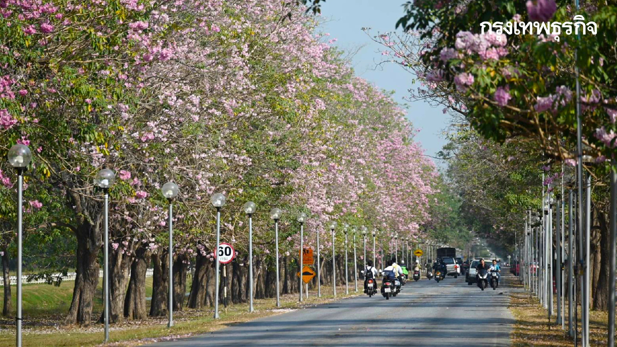 ถึงเวลายืนงง ในดงชมพูพันธุ์ทิพย์ 2569 มก.กำแพงแสน เช็กวันบานเต็ม