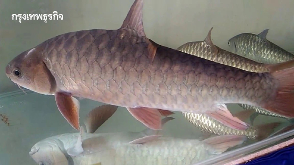 ดัน ‘ปลาพลวงชมพู’ ขึ้นแท่น GI ยะลาตัวใหม่ ยกระดับเศรษฐกิจชายแดนใต้