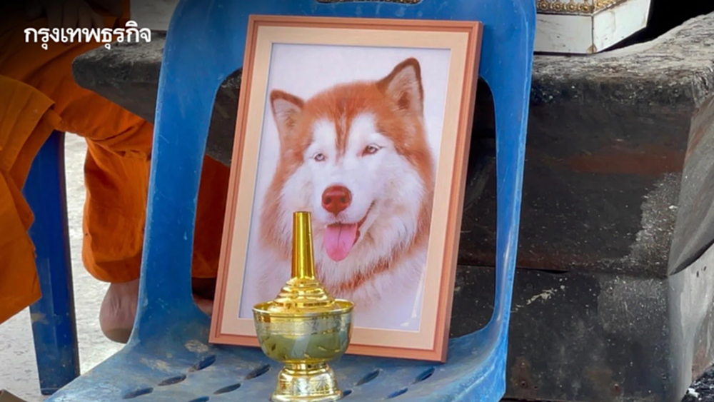ผบ.ตร. สั่งเร่งล่าคนใจเหี้ยม ราดน้ำมันจุดไฟเผา 'น้องมอลลี่' สุนัขไซบีเรียน ดับสลด