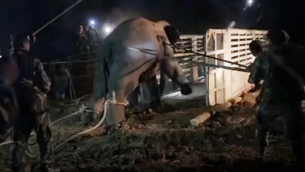 กรมอุทยานฯ แจงย้ายช้างป่า สีดอหูพับ ตายระหว่างทาง คาดสำลักอาหาร