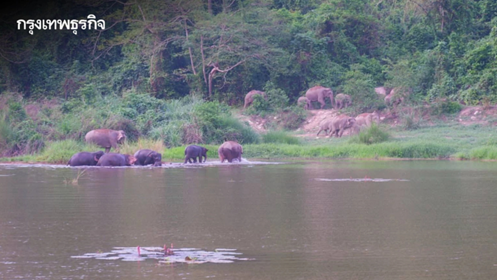 รุกโปรเจกต์ 'บ่อน้ำเขาใหญ่' ดึงช้างกลับเข้าป่าลึก ลดปัญหาบุกรุกชุมชน