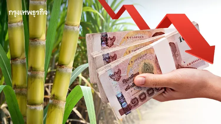 ครม. เคาะแล้ว ราคาอ้อยปี 68/69 ลดลงกว่า 23% เปิดเหตุผลทำไมราคาตก?