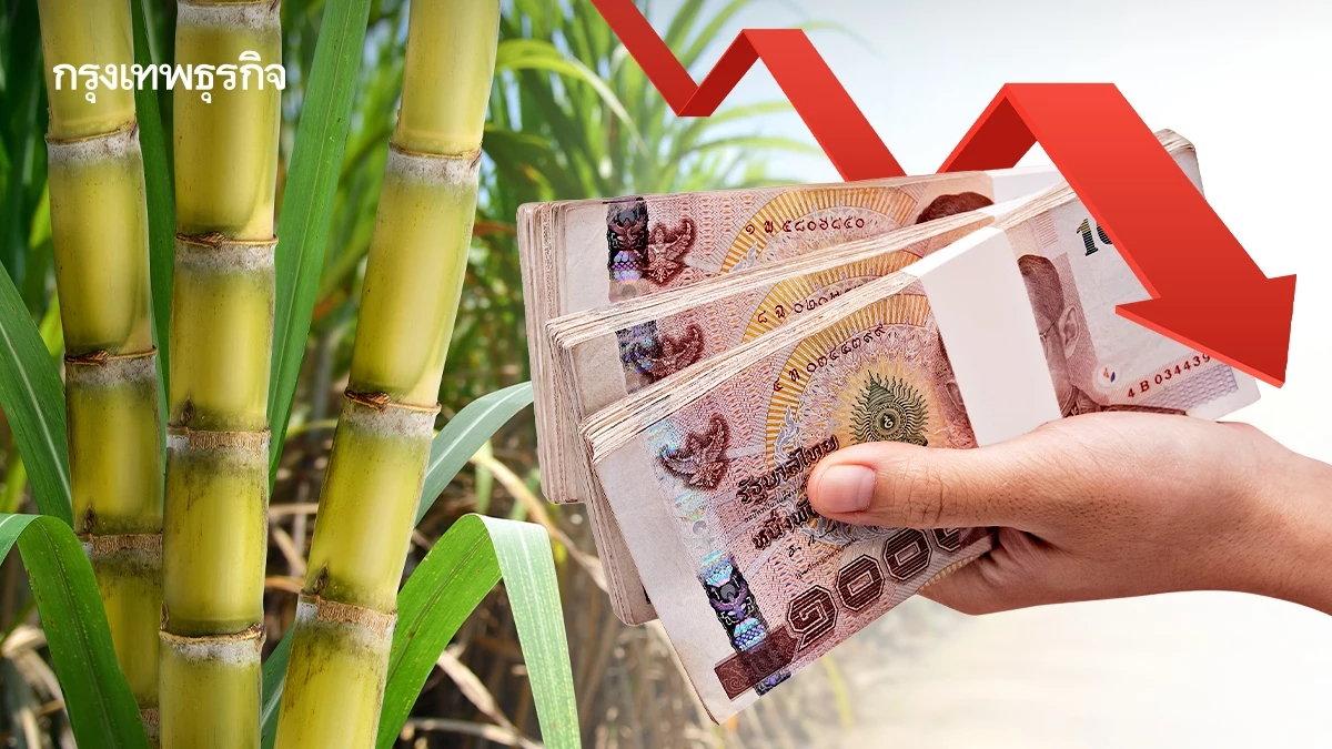 ครม. เคาะแล้ว ราคาอ้อยปี 68/69 ลดลงกว่า 23% เปิดเหตุผลทำไมราคาตก?