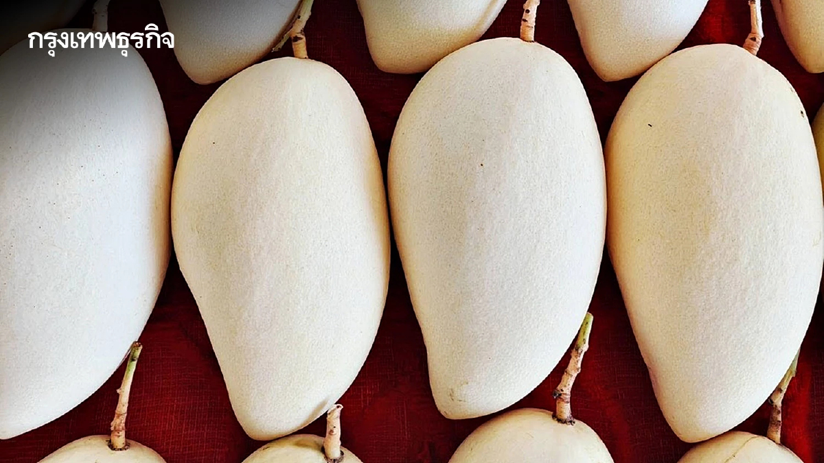 เปิดโผ Top 5 'มะม่วง GI' มูลค่าสูง ชูจุดแข็งอัตลักษณ์พื้นถิ่น คุณภาพมาตรฐานโลก