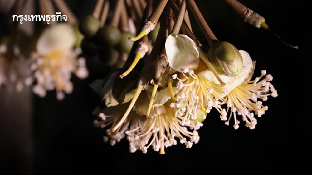 เกษตรจัด “เปิดสวน ชวนปัดดอก” ทุเรียนนนท์ปี 69 ยกระดับคุณภาพ
