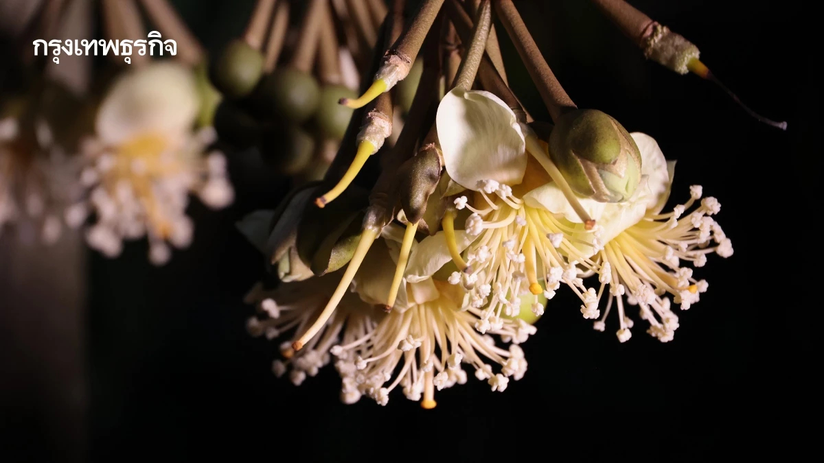 เกษตรจัด “เปิดสวน ชวนปัดดอก” ทุเรียนนนท์ปี 69 ยกระดับคุณภาพ
