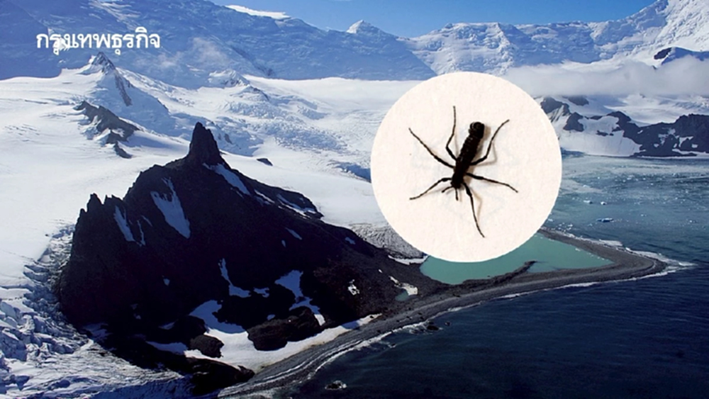 พบ ‘แมลง’ ใน ‘แอนตาร์กติกา’ กิน ‘ไมโครพลาสติก’ ตอกย้ำไม่มีที่ไหนในโลกปลอดภัยจาก ‘พลาสติก’