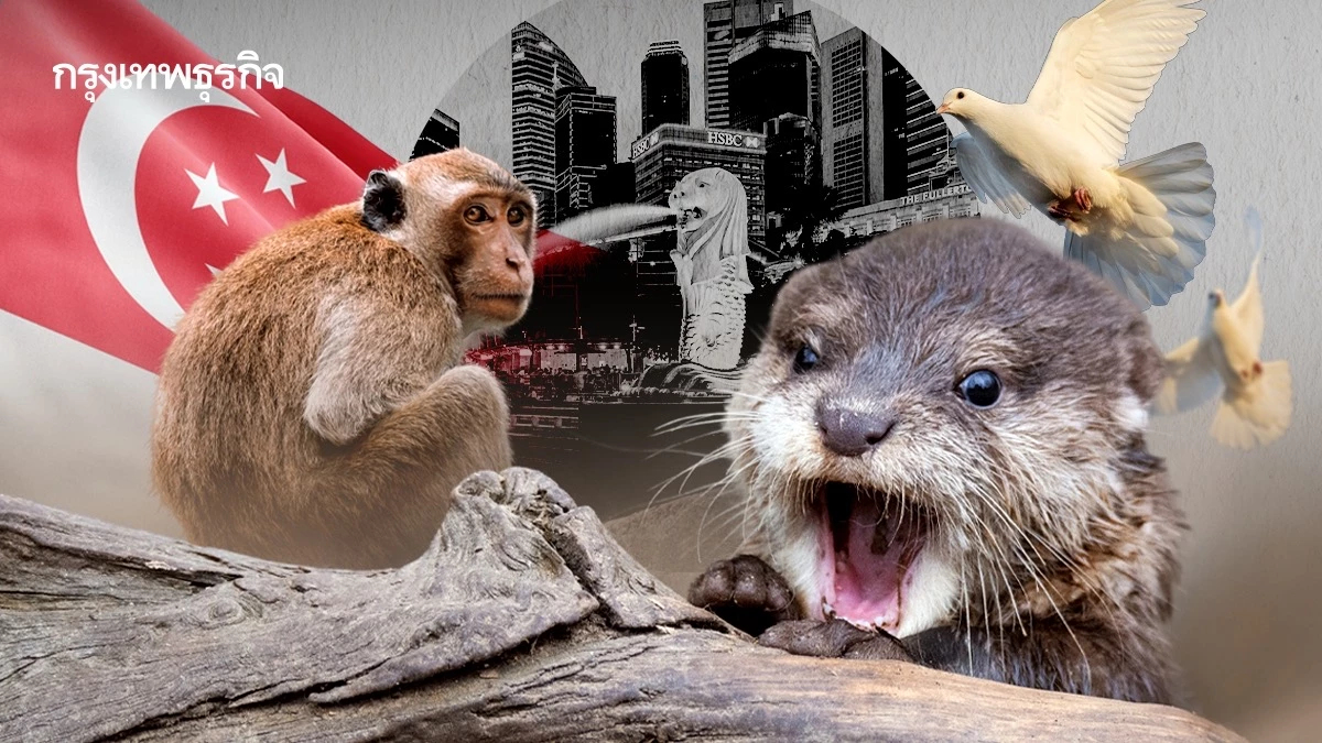 ‘เมืองในธรรมชาติ’ ของ ‘สิงคโปร์’ สร้างความขัดแย้งระหว่างคน-สัตว์เพิ่มขึ้น