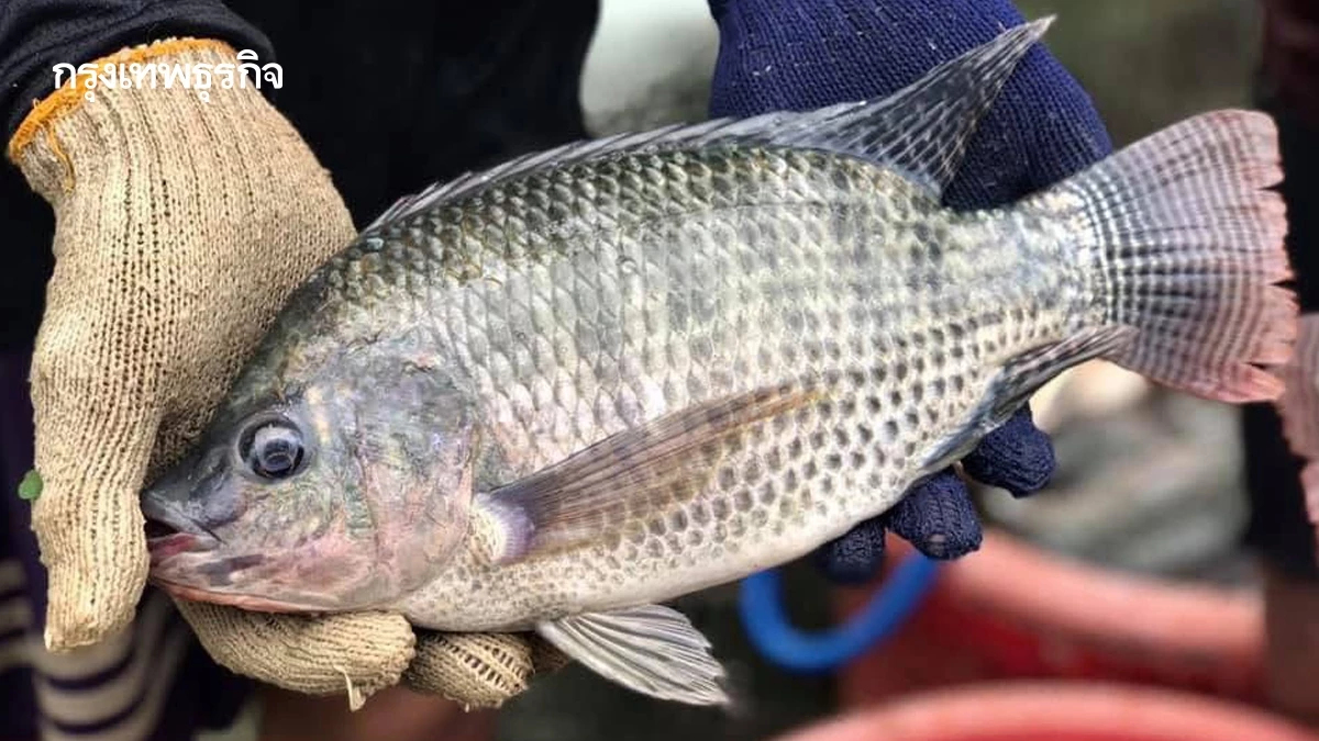ปลานิลไทย! จากปลาพระราชทาน สู่สัตว์เศรษฐกิจ 1.4 หมื่นล้าน/ปี