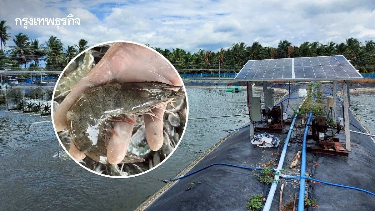 กรมประมง ชวนร่วมเลี้ยงกุ้งแม่นยำ ยกระดับสินค้าเกษตรมูลค่าสูง