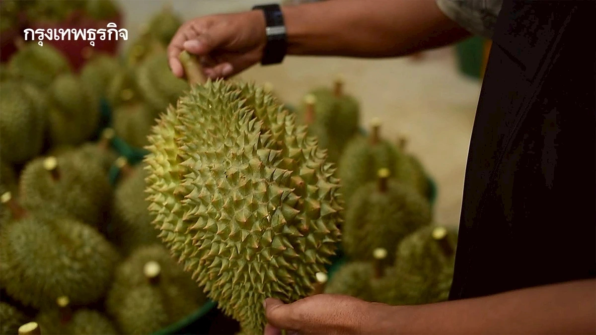กรมวิชาการเกษตร ระดมเจ้าหน้าที่เตรียมส่งออกทุเรียน ป้องตลาดจีนแสนล้าน