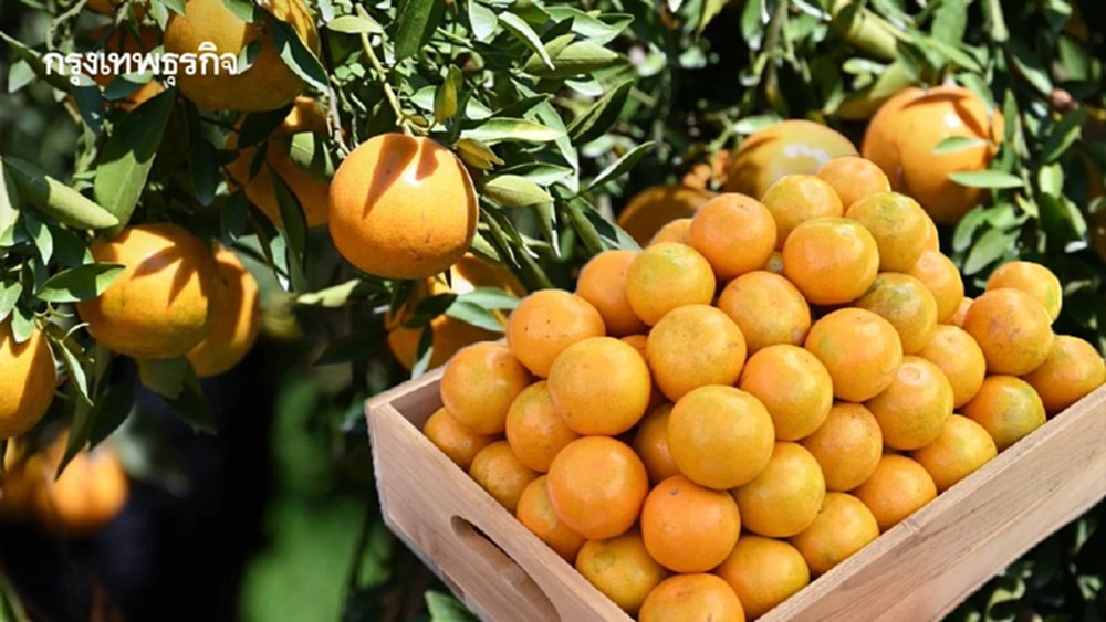 ‘ส้มสายน้ำแร่ อ. ฝาง’ ของดี GI ล็อตสุดท้ายรับไหว้ตรุษจีน