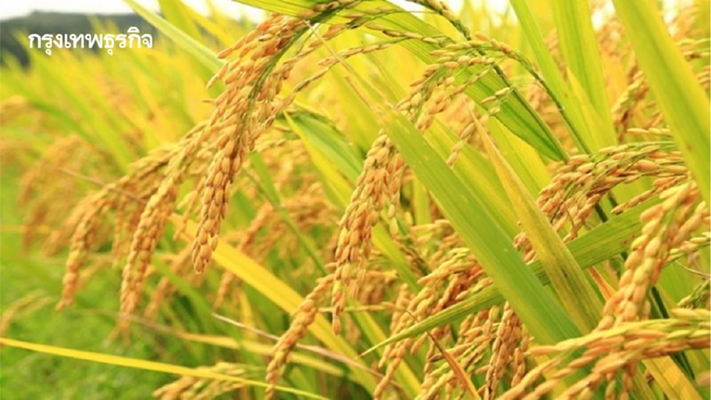 อนุฯการผลิตข้าว ชูผลิตข้าวประณีต-พืชทางเลือก ปรับเกณฑ์เพื่อเกษตรกร