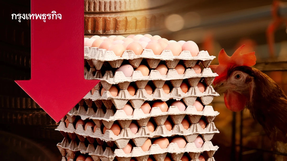 ราคาไข่ไก่วูบ! หน้าฟาร์มเหลือ 3.20 บาท เหตุ 'อากาศเย็น-ผลผลิตล้น'