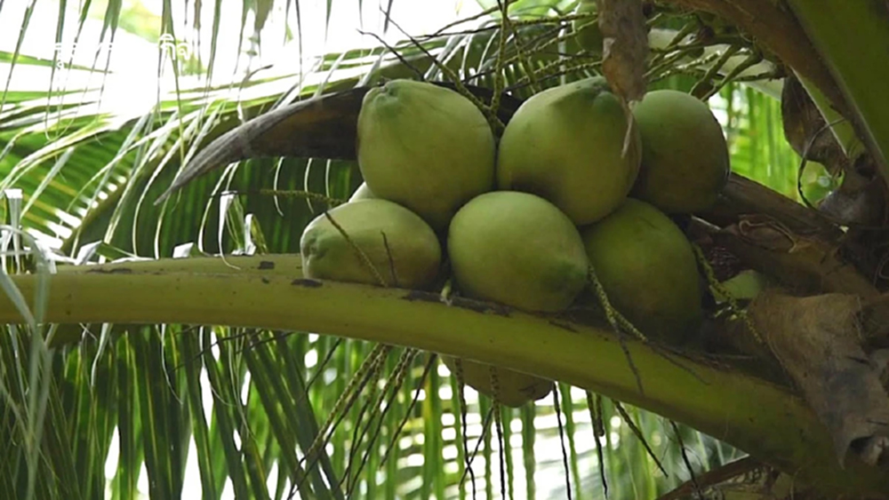 กรมส่งเสริมสหกรณ์ ดึงเครือข่าย เปิดโต๊ะซื้อมะพร้าว 5 บาท ล้านผลแก้ราคาตกต่ำ