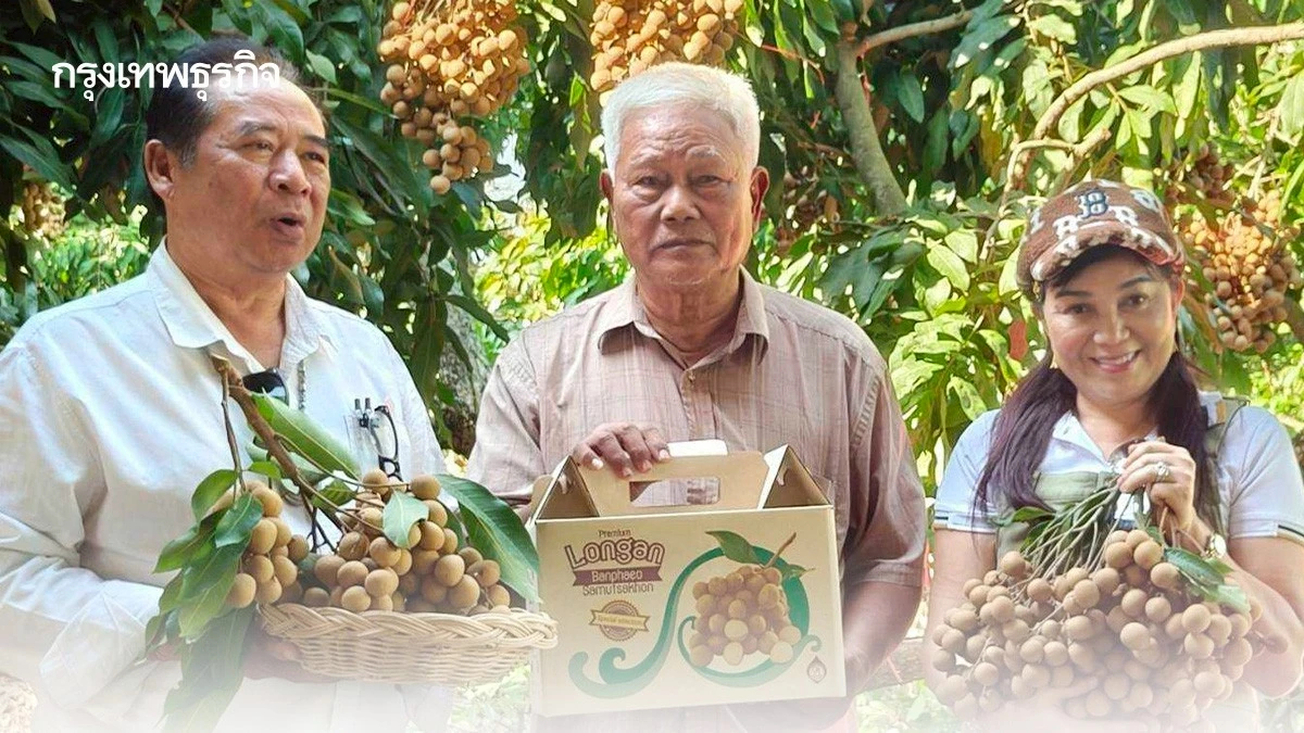 น้ำหมักชีวภาพ สูตรลับหวานกรอบ เนื้อแน่นของลำไยพวงทองที่บ้านแพ้ว