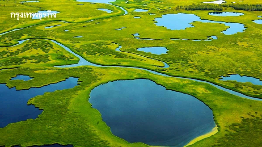'วิกฤติพื้นที่ชุ่มน้ำโลก' เหลือไม่ถึง 2% ไทยเร่งฟื้นฟู 'ฟองน้ำธรรมชาติ' สู้ภัยโลกร้อน
