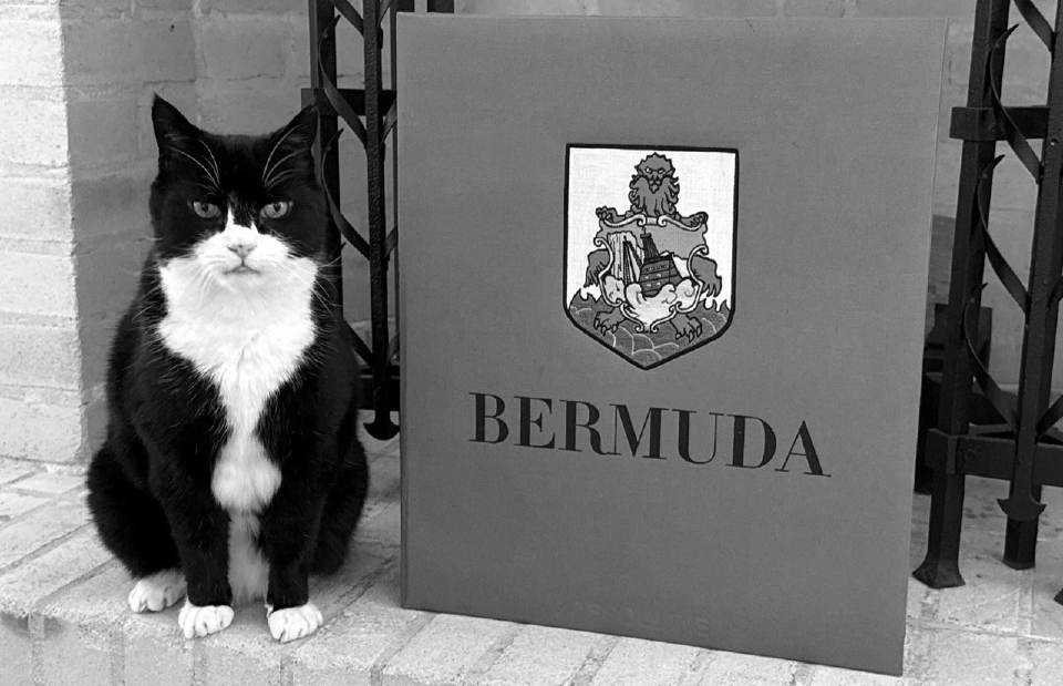 ข่าวเศร้าทาสแมว 'พาลเมอร์สตัน' นักการทูตเหมียวตัวแรกของอังกฤษ กลับดาวแมวแล้ว