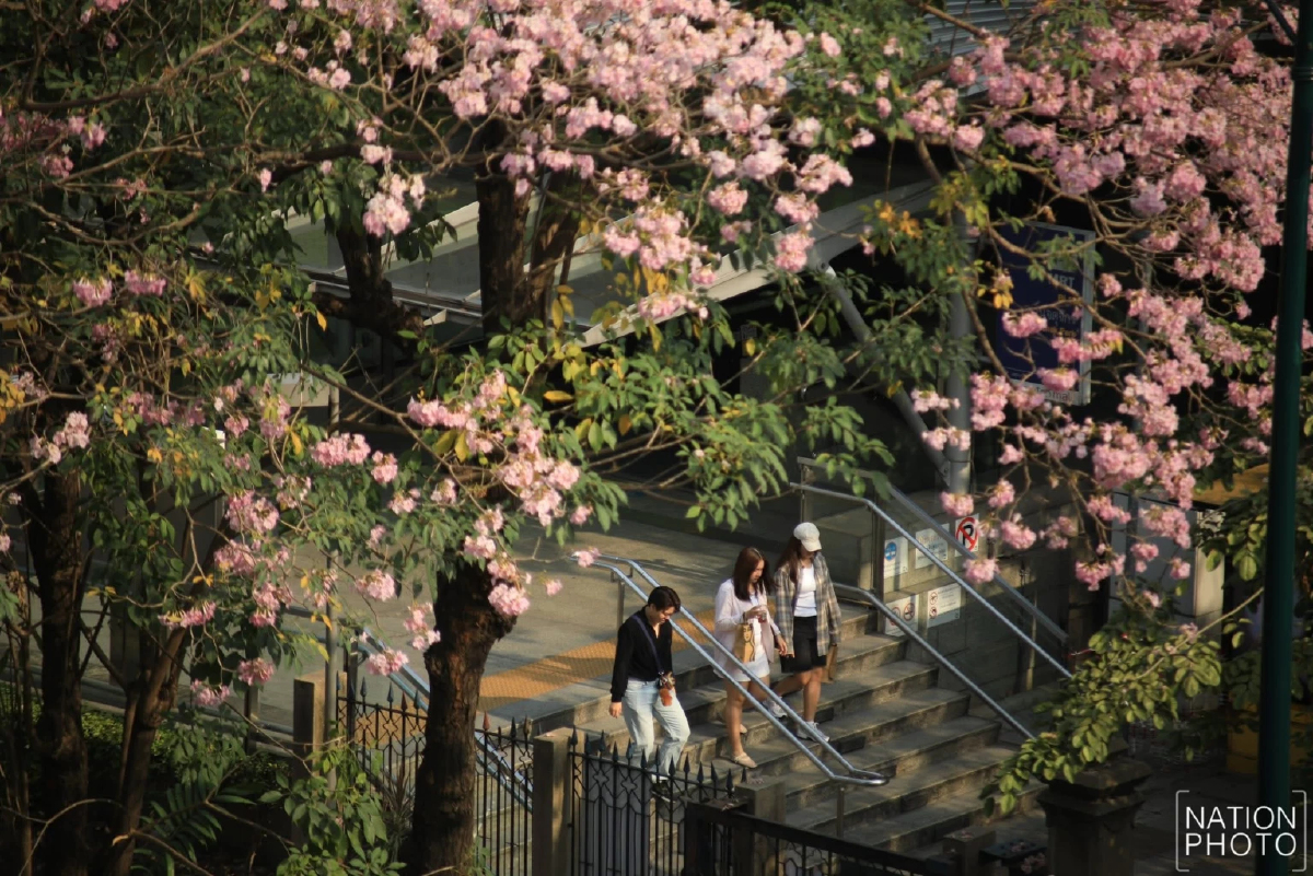 ชมพูพันธุ์ทิพย์ บานสะพรั่งรับวาเลนไทน์ สวนจตุจักร ติด BTS หมอชิต