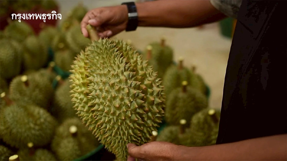 กรมวิชาการฯ เข้มทุเรียนส่งออก ย้ำ 4 ไม่ ฝ่าฝืนระงับทันที