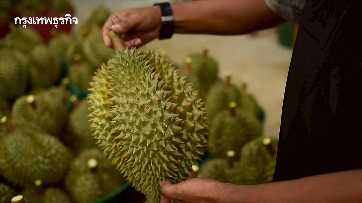 กรมวิชาการฯ เข้มทุเรียนส่งออก ย้ำ 4 ไม่ ฝ่าฝืนระงับทันที