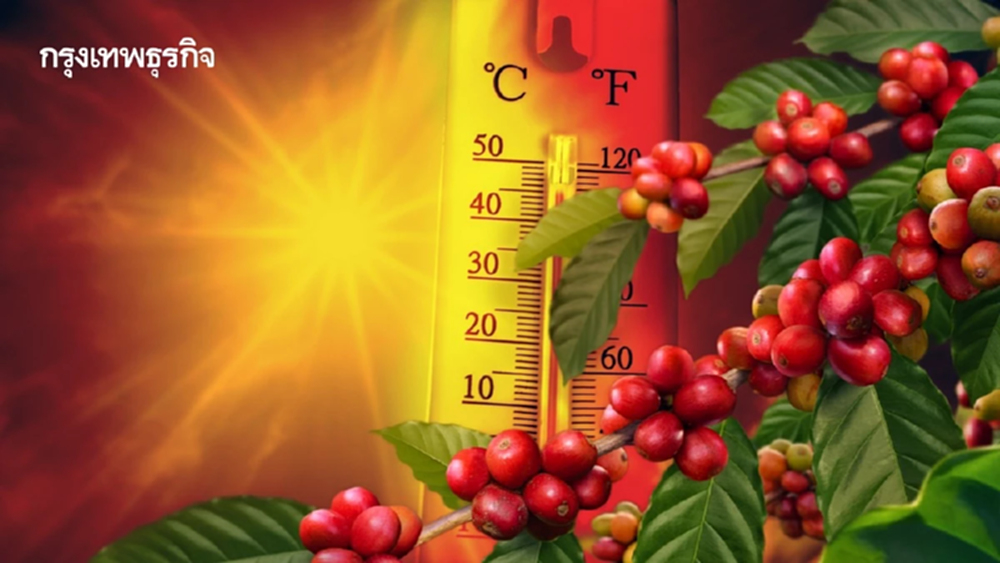 ‘ไทย’ ติดอันดับ 3 ร้อนเกินจะปลูก ‘กาแฟ’ มีวันที่ร้อนเกิน 30°C เพิ่ม 75 วัน