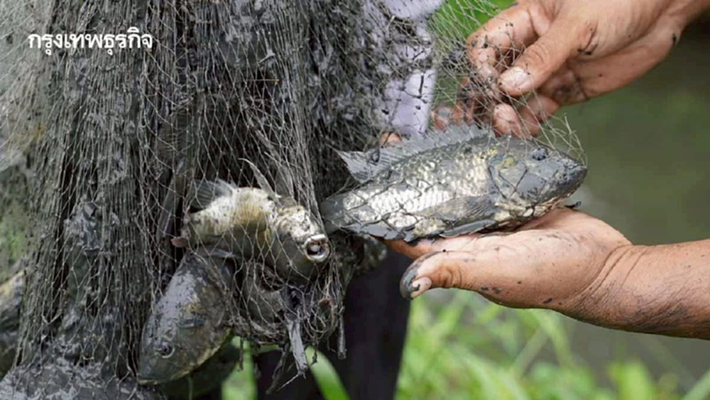 สมุทรปราการ ลุย ตรวจแหล่งน้ำธรรมชาติ พบ 3 คลองหลักยังมีปลาหมอคางดำแต่น้อย