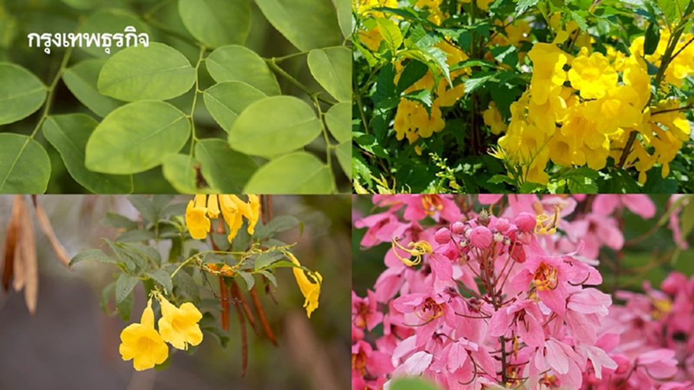 แจกฟรีต้นไม้ คนกรุงเทพฯ - ต่างจังหวัด ไปรับได้เลย พร้อมปลูกลงดิน