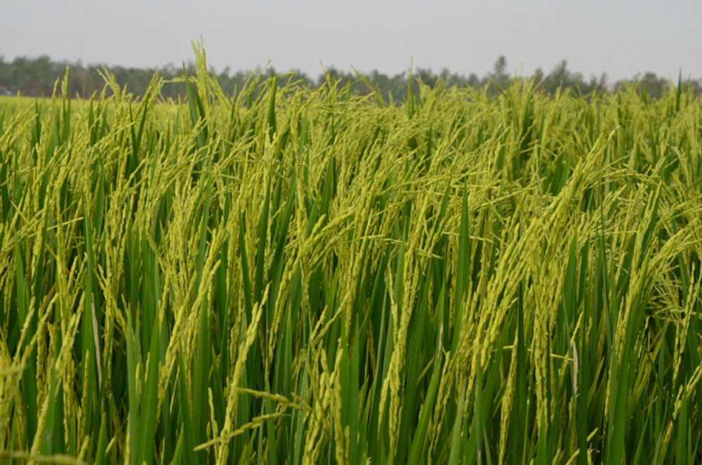 กระทรวงเกษตรฯ ดันสินค้าออร์แกนิคไทยบุกงาน BIOFACH 2026