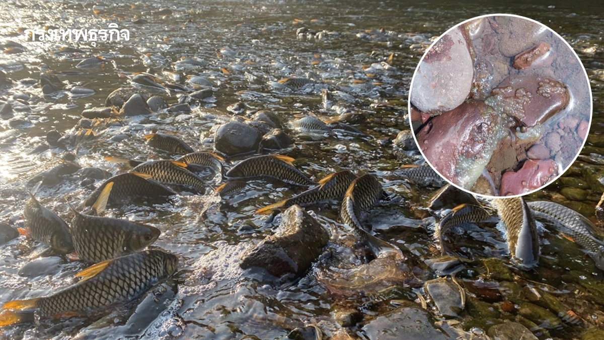 “ปลากอง” น่าน ปรากฏการณ์ 1 ปีมีครั้งเดียว สู่แหล่งเที่ยวใหม่