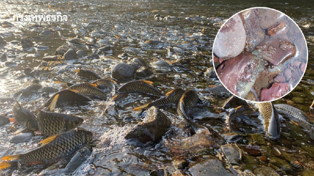 “ปลากอง” น่าน ปรากฏการณ์ 1 ปีมีครั้งเดียว สู่แหล่งเที่ยวใหม่