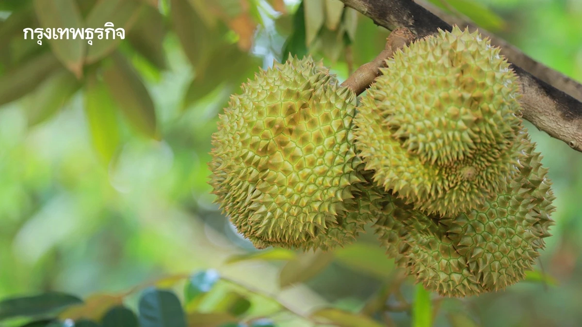 เกษตรฯ ประกาศวันเก็บเกี่ยวทุเรียนภาคตะวันออก ปี 69 เน้นผลิตปลอดภัย
