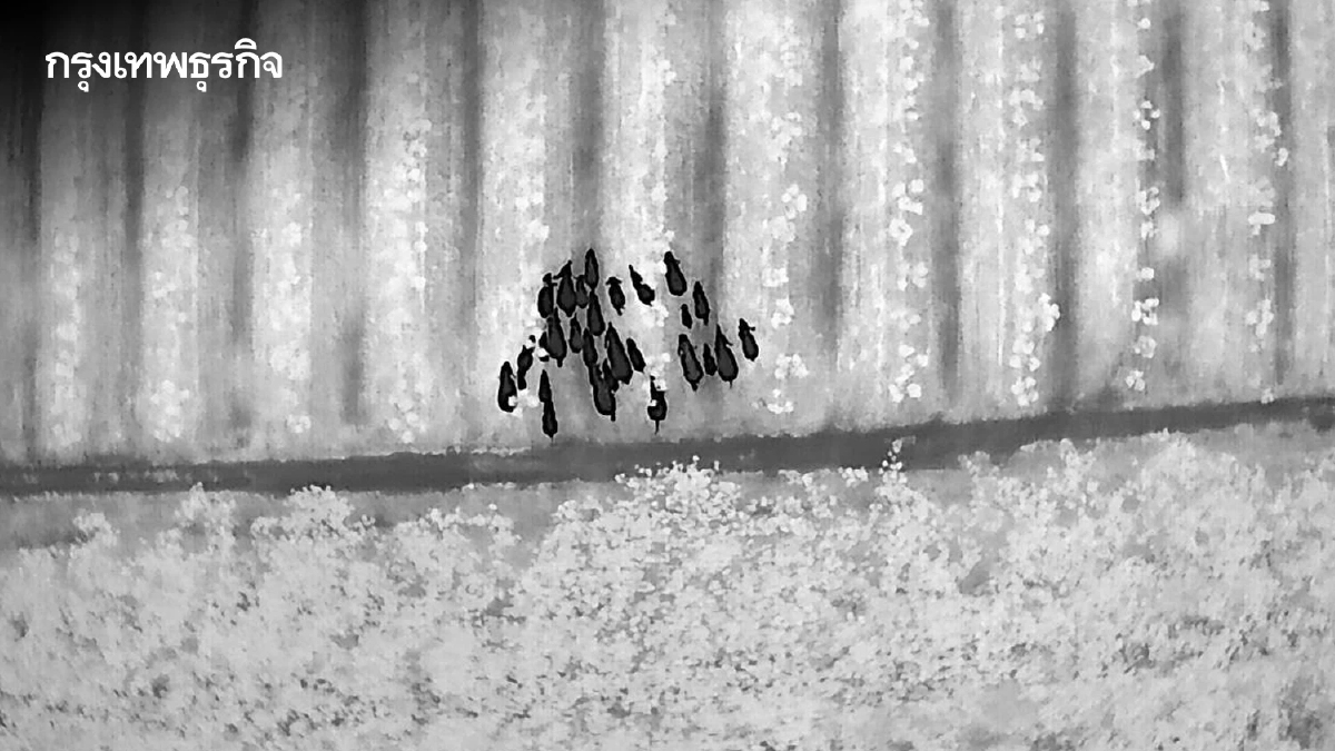 ดันวาระเร่งด่วน! กรมอุทยานฯ เดินหน้าแก้ปัญหา 'คน' กับ 'ช้างป่า' อย่างยั่งยืน