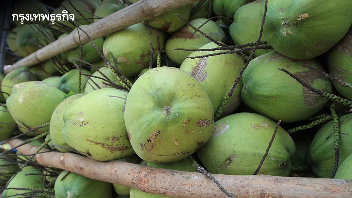 พาณิชย์ รุกแก้ปัญหา 'มะพร้าวน้ำหอม' ราคาตกต่ำ ลุยตรวจล้งเข้าข่ายนอมินี - ขยายตลาดใหม่