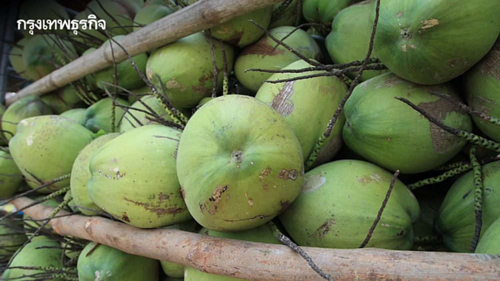 พาณิชย์ รุกแก้ปัญหา 'มะพร้าวน้ำหอม' ราคาตกต่ำ ลุยตรวจล้งเข้าข่ายนอมินี - ขยายตลาดใหม่