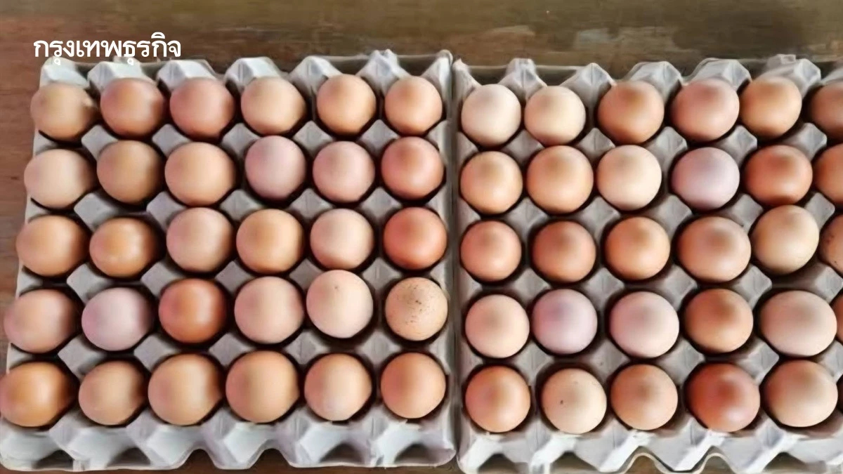 อากาศเย็น ทำไก่ออกไข่ได้ดี ผลผลิตเพิ่ม ราคาอ่อนตัว ปศุสัตว์  เร่งสมดุลราคา