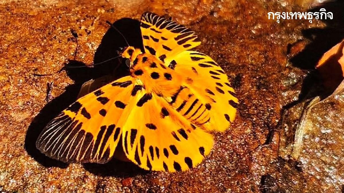หาดูยาก ผีเสื้อลายซิกแซก ปรากฏตัวป่าปางสีดา อวดโฉม ลายสุดแปลกตา