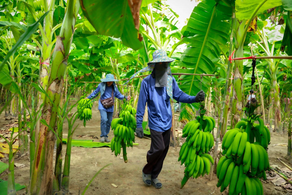 เจาะลึก 'กล้วยหอมทอง' 200 ล้านลูกในเซเว่นฯ เบื้องหลังรายได้ที่มั่นคงที่เกษตรกรเลือกได้