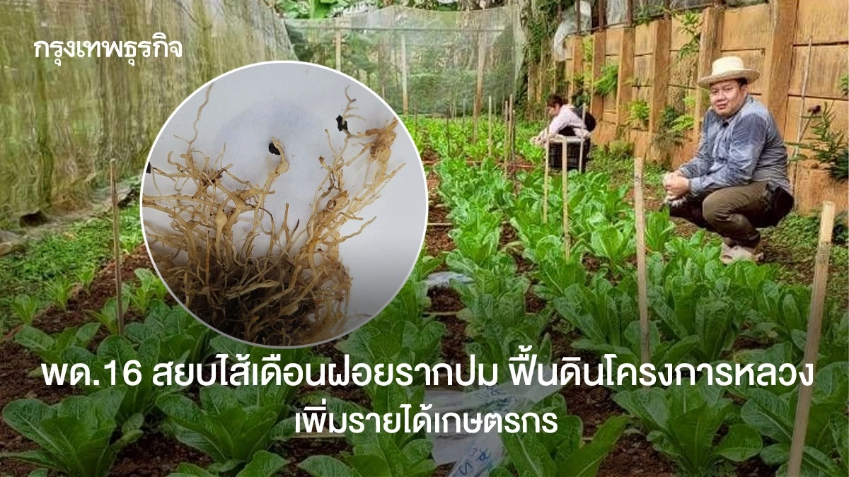พด.16 สยบไส้เดือนฝอยรากปม ฟื้นดินโครงการหลวง เพิ่มรายได้เกษตรกร,