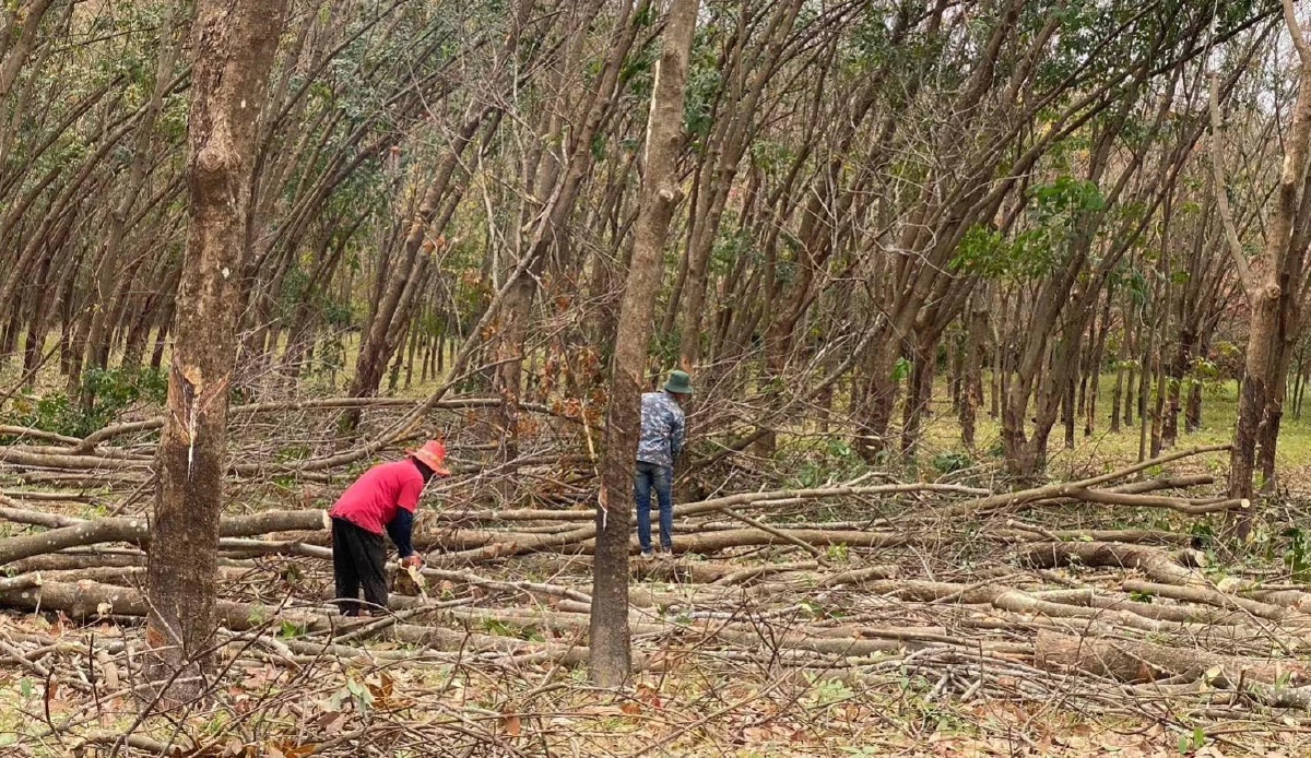 กยท.ขยายเวลาช่วยเกษตรกร ยื่นขอโค่นยางพาราปลูกแทนถึง 31 มี.ค.