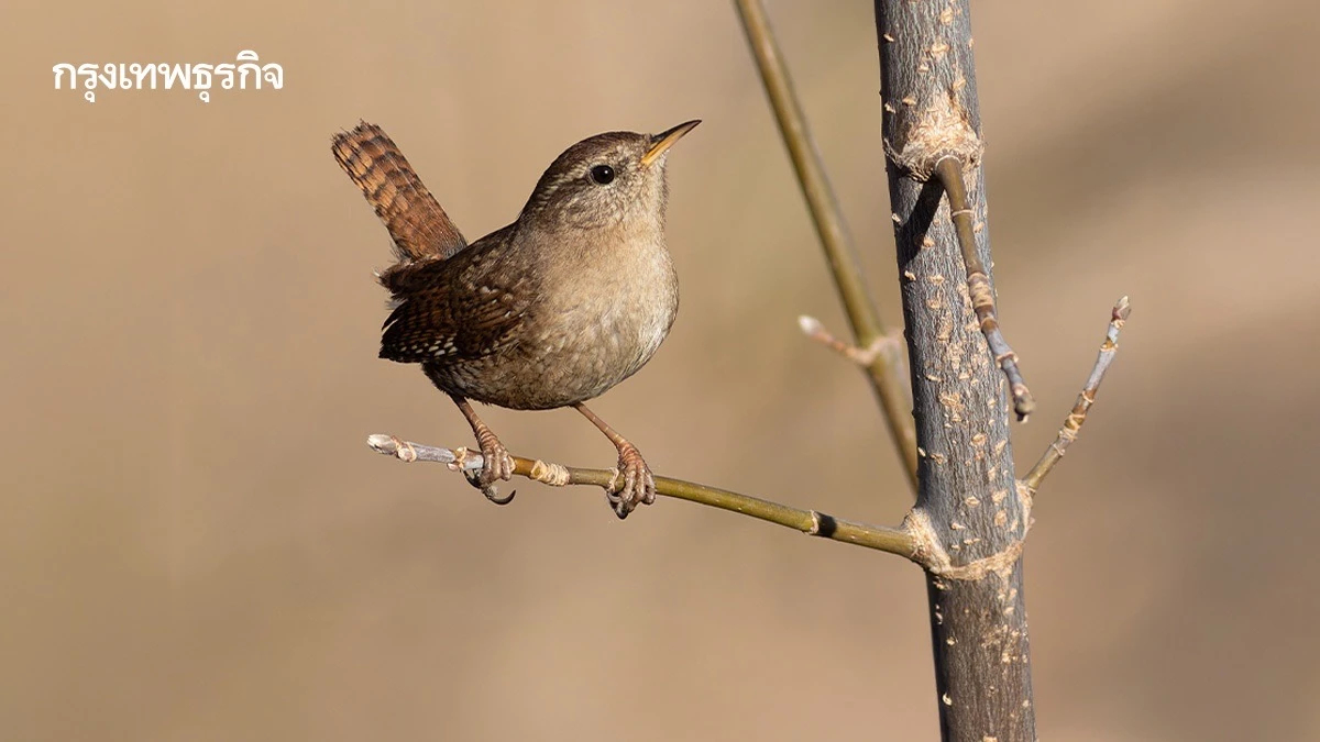 นกตัวเล็กลง 72% นกขนาดใหญ่สูญพันธุ์ ถูกล่า-ที่อยู่ถูกทำลาย-โลกร้อน ป่าขาดความหลากหลาย 