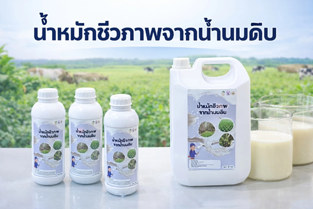 กยท.ผลิตน้ำหมักชีวภาพจากน้ำนมดิบสำเร็จ เตรียมขึ้นทะเบียนปุ๋ยอินทรีย์