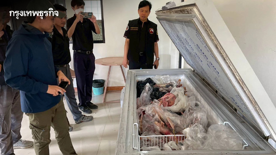 ขยายผลค้นโกดังไม้อยุธยา ผงะเจอซากสัตว์ป่าคุ้มครองซุกตู้แช่เกือบ 100 ซาก