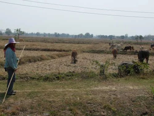 ธีมงาน‘วันทะเลทรายและภัยแล้งโลก’ ปี69   Rangelands: Recognize. Respect. Restore