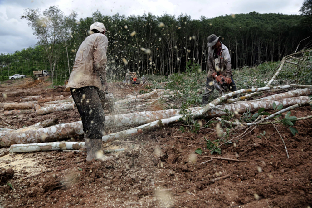 ยุทธศาสตร์เตรียมรับกฎการค้า‘EUDR’  เล็งตั้งบอร์ดแห่งชาติบริหารแพลตฟอร์ม