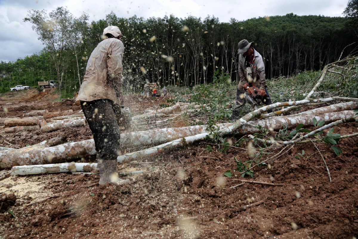 ยุทธศาสตร์เตรียมรับกฎการค้า‘EUDR’ เล็งตั้งบอร์ดแห่งชาติบริหารแพลตฟอร์ม