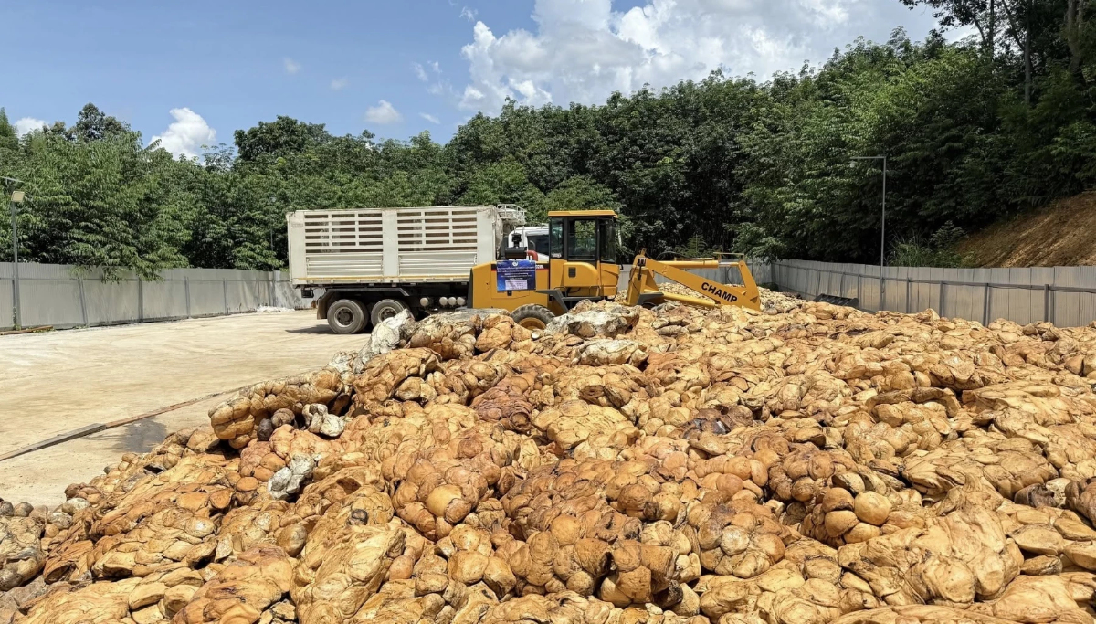 กยท.ประเมินสงครามตอ.กลาง ทิศทางราคายาง ยังอยู่ในเกณฑ์ดี