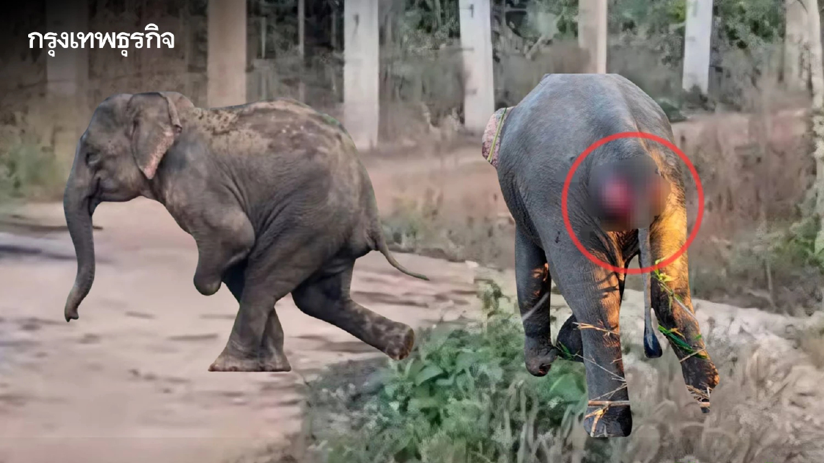 กรมอุทยานฯ เฝ้าระวังใกล้ชิด 'ชูใจ-มานี' ช้างป่าบาดเจ็บ พบยังใช้ชีวิตกับโขลงได้