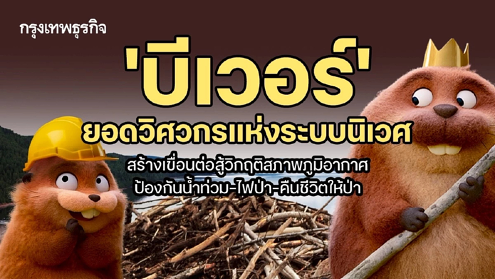 ‘บีเวอร์’ ยอด ‘วิศวกรแห่งระบบนิเวศ’ สร้างเขื่อนช่วยป้องกันน้ำท่วม-ไฟป่า-คืนชีวิตให้ป่า